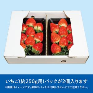 いちご ダンボール 箱 250g×2パック 5...の詳細画像1