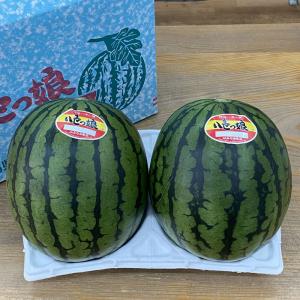 八色スイカ 小玉 八色っ娘 秀品 2個入 新潟...の詳細画像1