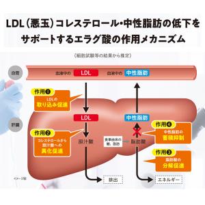 公式 大正製薬 コレステロールや中性脂肪が気に...の詳細画像5