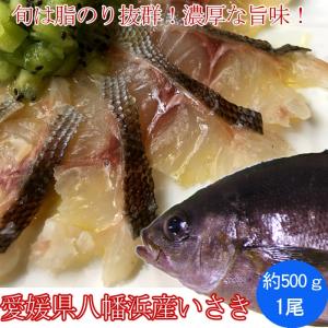 夏のイサキ いさき は鯛より旨い 愛媛県八幡浜産もしくは大分県産 関いさき500g 4 5人前 S 0007 瀬戸内たいたいclub 通販 Yahoo ショッピング