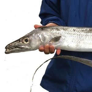 太刀魚 1kg（ 釣り たちうお タチウオ お刺身 ）