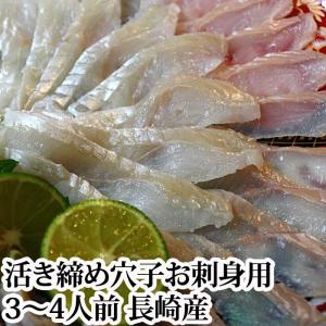 穴子 刺身用 1尾300g 前後 3〜4人前 長崎県産（ あなご...