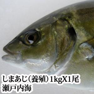 瀬戸内海産しまあじ（養殖）1ｋｇ（シマアジ、沖アジ、...