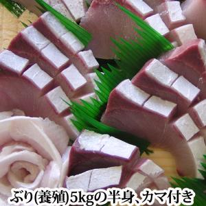 【」ぶり 約5kgの半身 カマ半分付き（養殖 鹿児島産もしくは瀬戸内産）（
