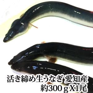 生うなぎ 活き締め 1尾約300g（ 愛知県もしくは台湾産 ...