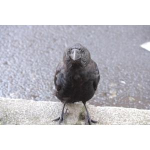 カラスのお店 札幌カラス研究会への支援について Yahoo ショッピング