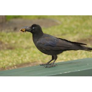 カラスポストカード80