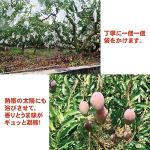 お中元 御中元 ギフト アップルマンゴー2.5...の詳細画像5