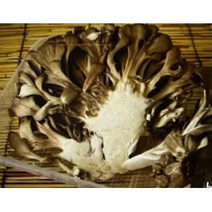 【中部地方産】 有機又は自然農法 まいたけ　１パック(約100g)｜自然食品のたいよう