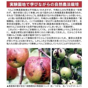 【B級品紅玉4.5kg】 (家庭用) 竹嶋有機...の詳細画像1