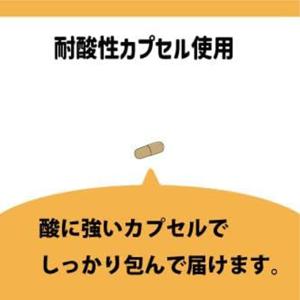 高含有 高濃度 ナットウキナーゼの詳細画像2