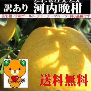 河内晩柑 灘オレンジ  ブランド約7.5kg愛媛産 送料無料 　生産者限定　