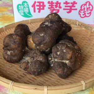 伊勢芋 1.5kg入り 多気町特産 大きさおまかせ 訳アリ