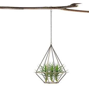 エアープランツ ワイヤーの商品一覧 通販 Yahoo ショッピング