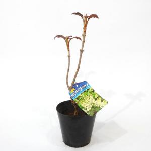 カシワバアジサイ　八重咲き　苗