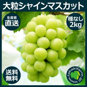 シャインマスカット2kg入り ぶどう 種なし 大粒 生産者直送 収穫当日発送 岡山県産 送料無料