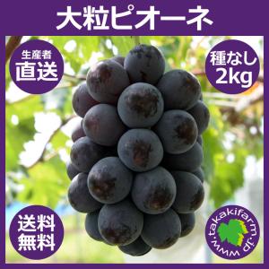 ピオーネ2kg入り ぶどう 種なし 大粒 生産者直送 収穫当日発送 岡山県産 送料無料