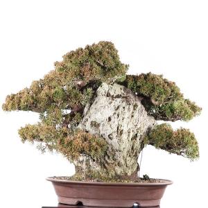真柏　高松盆栽　送料無料【Y59−1019】｜takamatsu-bonsai