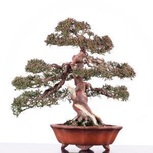 真柏　高松盆栽　送料無料【Y59−1024】｜takamatsu-bonsai