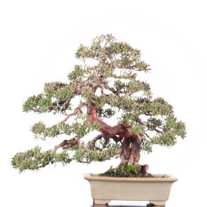 真柏　高松盆栽　送料無料【Y59−1026】｜takamatsu-bonsai