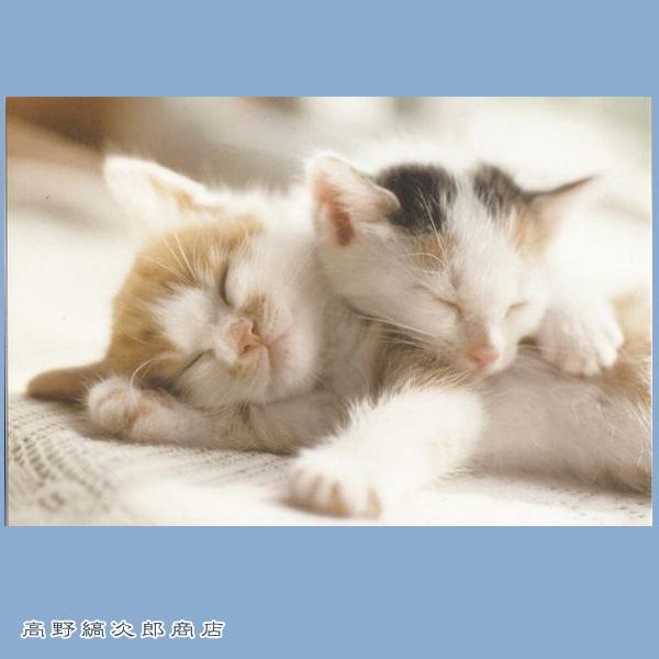ネコポストカード１枚 二匹の仔猫 猫 はがき【レターパックプラス可40個まで・レターパックライト可2...