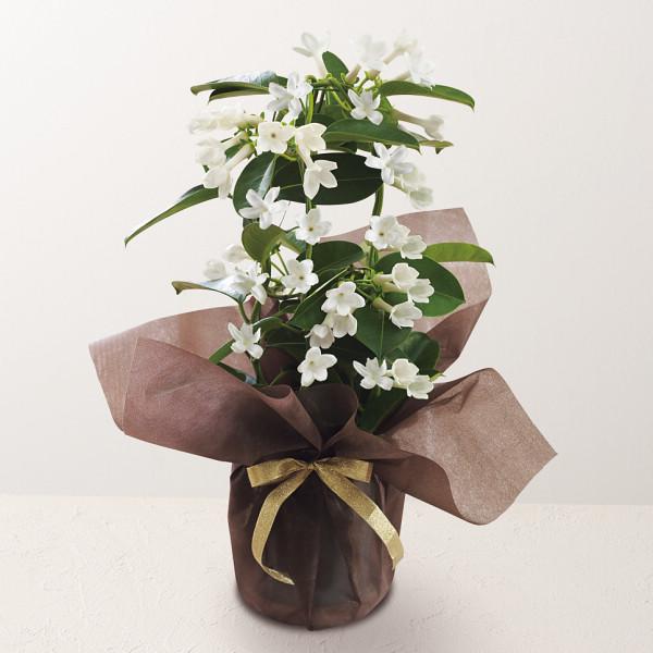 母の日☆マダガスカルジャスミン鉢植え　