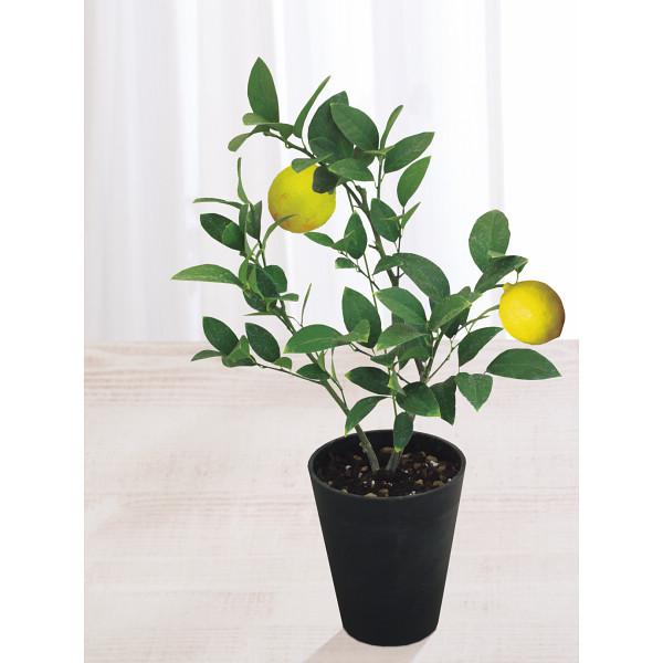 母の日☆レモン鉢植え