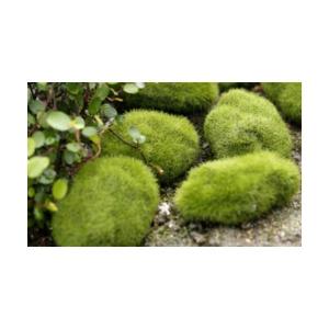 苔 インテリア 箱庭 盆栽 苔玉 の商品一覧 花 ガーデニング 通販