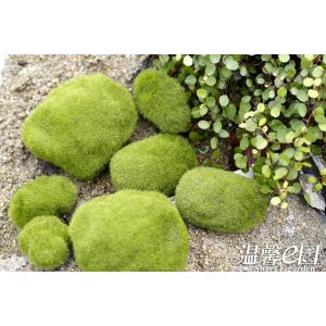 フェイク 苔石 苔テラリウム コケリウム テラ...の詳細画像5