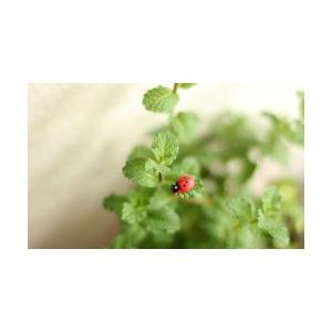 テントウムシ 10個 てんとうむし 昆虫 テラ...の詳細画像2