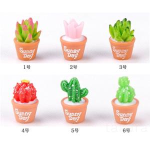 多肉植物 sanny day 6種 観葉植物 ...の詳細画像1