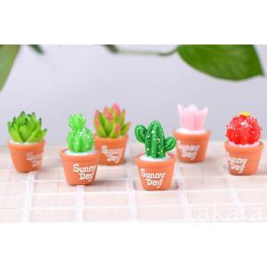 多肉植物 sanny day 6種 観葉植物 ...の詳細画像3