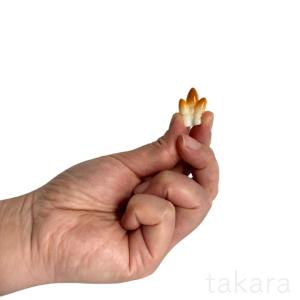 きのこ ミニチュア 6種 苔テラリウム テラリ...の詳細画像5