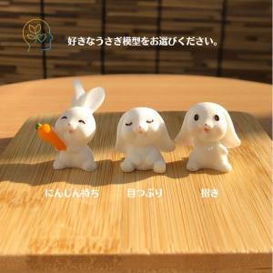 コケテラリウムキット 【うさぎのにんじん畑】 ...の詳細画像3