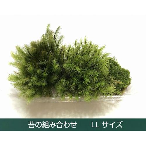 お好みの苔組合わせパック 山苔 シッポゴケ ヒノキゴケ アラハオキナゴケ シノブゴケ  コツボゴケ ...