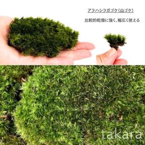 アラハオキナゴケ Sサイズ ヤマゴケ テラリウ...の詳細画像1