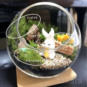 アラハオキナゴケ Sサイズ ヤマゴケ テラリウ...の詳細画像2