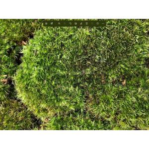 アラハオキナゴケ ヤマゴケ Sサイズ テラリウム コケリウム