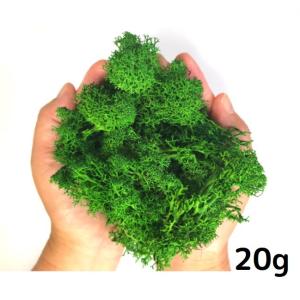 モス レインディアモス 20g プリザーブド プリザーブドフラワー カラーモス グリーンモス アレンジ ハーバリウム パーツ 資材 花材 花資材 素材 材料
