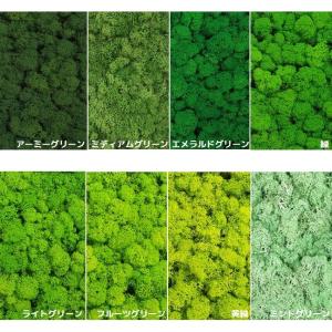 モス レインディアモス 20g プリザーブド ...の詳細画像2