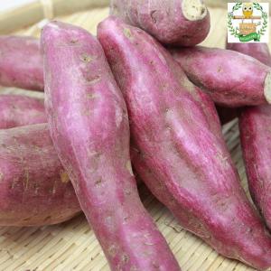 千葉県産（JAかとり）さつまいも 紅はるか 秀品 Mサイズ 約4.5kg（20本