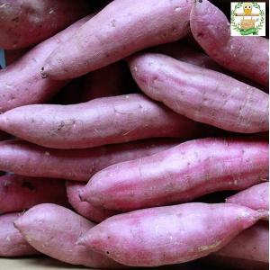 べにはるか 20KG Mサイズ A等級 千葉県産　さつまいも promart-jp_21710709-1