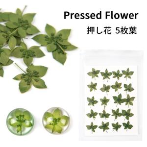 押し花 素材の商品一覧 通販 Yahoo ショッピング