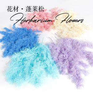 蓬莱松　リーフ　葉　花材ハーバリウム　ワックスサシェ　ボタニカルキャンドル　リース　