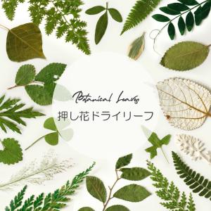 押し花 ドライリーフ ドライフラワー 葉 葉っぱ 紅葉