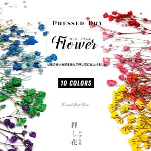 ドライフラワー　着色かすみ草10本入りネイルアート　UVレジン