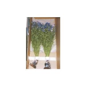 切り花 保水材 エコゼリー 500g キャップ...の詳細画像5