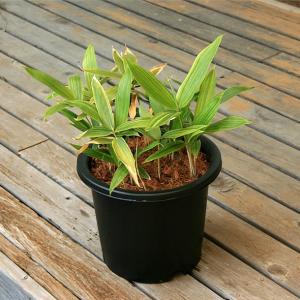 細い葉の植物 観葉植物 の商品一覧 花 ガーデニング 通販 Yahoo ショッピング