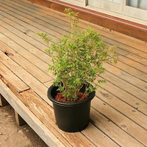 ミキスジホウオウチク(幹筋鳳凰竹)の鉢植えの詳細画像1