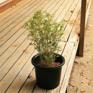 ミキスジホウオウチク(幹筋鳳凰竹)の鉢植えの詳細画像2